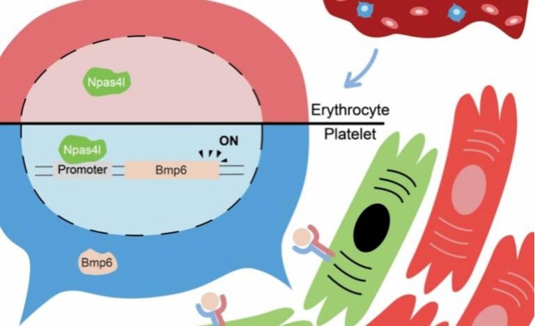 南昌大学生物医学创新研究院熊敬维教授团队在《Developmental Cell》发表血小板信号调节心肌再生的最新工作