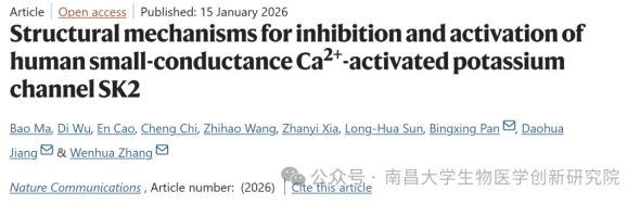 潘秉兴/张文华研究员团队在《Nature Communications》发文揭示SK2通道激活与抑制的门控机制