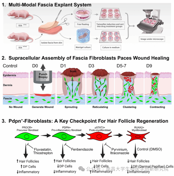叶海峰研究员团队在《Cell Reports》发文揭示成纤维细胞调控无瘢痕再生机制