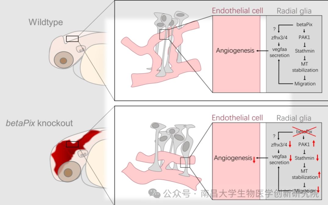 我院熊敬维教授团队在《eLife》发文揭示脑血管发育新机制