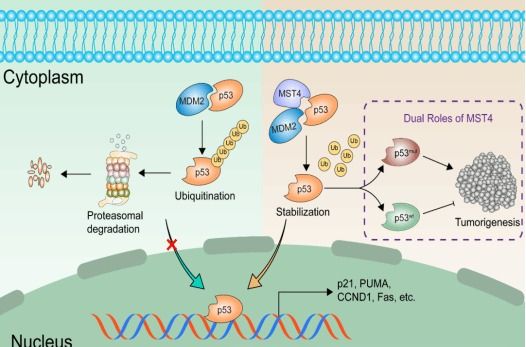 张泽延研究员团队在《Oncogene》发文揭示MST4调控肺腺癌p53稳态的双重作用机制